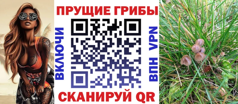 Купить закладки  Клин  Псилоцибиновые грибы Cubensis 